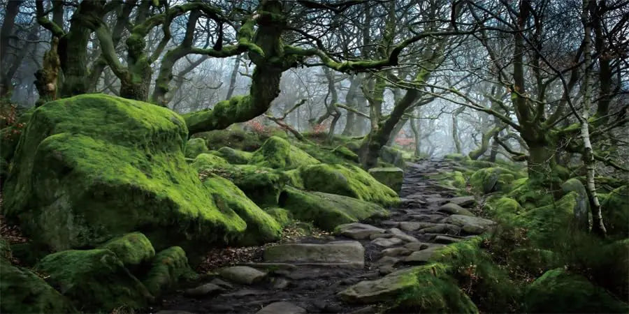 YongFoto Reptile Terrarium Background 30x18 inch Reptile Tank Background Tropical Rainforest Jungle Enchanted Forest Woods Old Tree Reptile Habitat Background Bearded Dragon Tank Background Backdrop